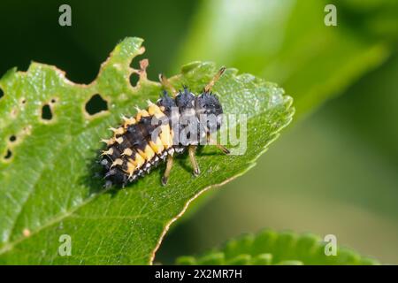 Asiatischer Marienkäfer, Harlekin, Vielfarbiger Marienkäfer, Harlekin-Marienkäfer, Larve, Käferlarve, Harmonia axyridis, asiatische Käferin, Harlequin Stockfoto