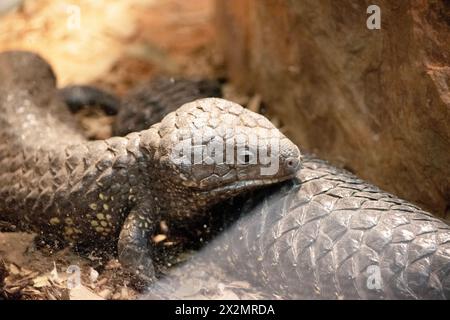 Der Shingleback hat einen sehr großen Kopf, einen sehr kurzen stumpfen Schwanz, kurze Beine und große grobe Schuppen. Stockfoto