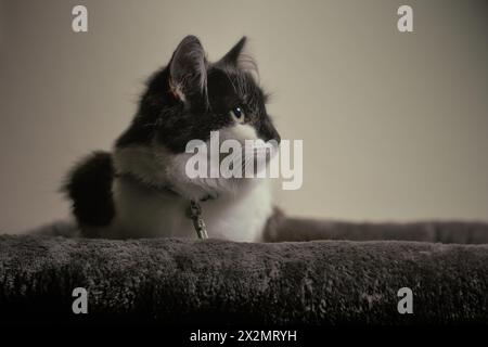 Alert Long/Medium haarige 8 Monate alte junge Katze/Kätzchen Studio Porträt, sitzend in der Hocke nach rechts schauend mit Platz. Taschenlampen in den Augen. Stockfoto