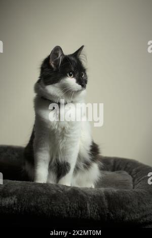 Alert Long/Medium haarige 8 Monate alte junge Katze/Kätzchen Studio Porträt, sitzend nach rechts mit Platz. Taschenlampen in den Augen. Stockfoto