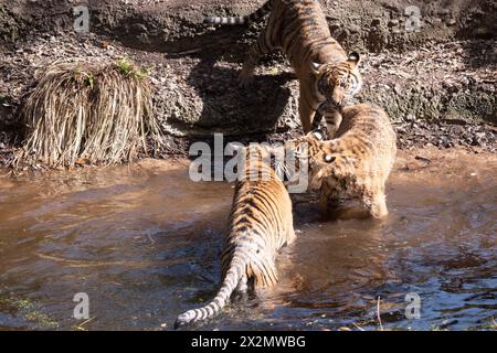 Junge Tiger haben ein Fell aus goldenem Fell mit dunklen Streifen, der Tiger ist die größte wilde Katze der Welt. Tiger sind mächtige Jäger mit scharfen Zähnen Stockfoto