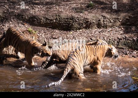 Junge Tiger haben ein Fell aus goldenem Fell mit dunklen Streifen, der Tiger ist die größte wilde Katze der Welt. Tiger sind mächtige Jäger mit scharfen Zähnen Stockfoto