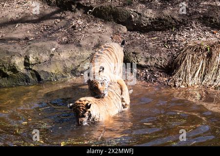 Junge Tiger haben ein Fell aus goldenem Fell mit dunklen Streifen, der Tiger ist die größte wilde Katze der Welt. Tiger sind mächtige Jäger mit scharfen Zähnen Stockfoto