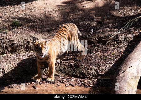 Junge Tiger haben ein Fell aus goldenem Fell mit dunklen Streifen, der Tiger ist die größte wilde Katze der Welt. Tiger sind mächtige Jäger mit scharfen Zähnen Stockfoto