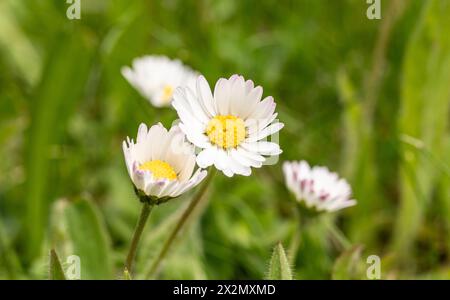 Rottweil, Deutschland. April 2024. Gänseblümchen blühen auf einer Wiese im Garten. Quelle: Silas Stein/dpa/Alamy Live News Stockfoto