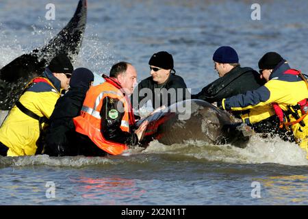 Im Jahr 2006 kämpfen Retter um die Rettung eines 15 Fuß langen nördlichen Flaschennasenwals in der Themse, London, nahe der Albert Bridge, am Samstag, den 21. Januar 2006. Der Wal schwamm gestern ins Zentrum von London und ist bis zur Battersea Bridge PIC gavin rodgers/pixel8000 gefahren Stockfoto