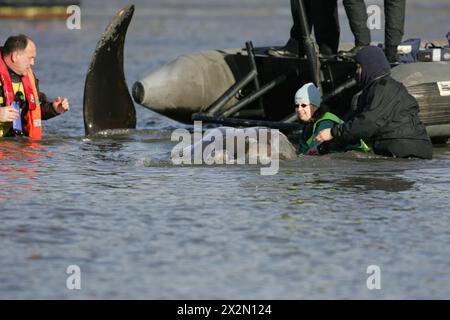 Im Jahr 2006 kämpfen Retter um die Rettung eines 15 Fuß langen nördlichen Flaschennasenwals in der Themse, London, nahe der Albert Bridge, am Samstag, den 21. Januar 2006. Der Wal schwamm gestern ins Zentrum von London und ist bis zur Battersea Bridge PIC gavin rodgers/pixel8000 gefahren Stockfoto