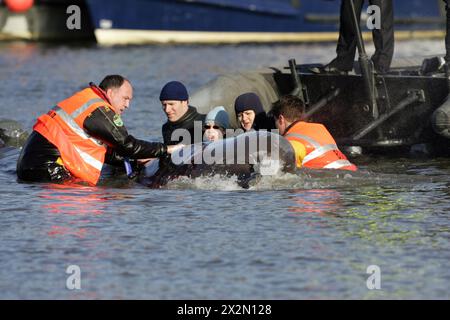 Im Jahr 2006 kämpfen Retter um die Rettung eines 15 Fuß langen nördlichen Flaschennasenwals in der Themse, London, nahe der Albert Bridge, am Samstag, den 21. Januar 2006. Der Wal schwamm gestern ins Zentrum von London und ist bis zur Battersea Bridge PIC gavin rodgers/pixel8000 gefahren Stockfoto