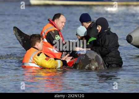 Im Jahr 2006 kämpfen Retter um die Rettung eines 15 Fuß langen nördlichen Flaschennasenwals in der Themse, London, nahe der Albert Bridge, am Samstag, den 21. Januar 2006. Der Wal schwamm gestern ins Zentrum von London und ist bis zur Battersea Bridge PIC gavin rodgers/pixel8000 gefahren Stockfoto