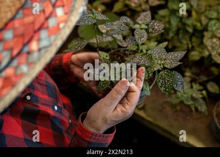 Unerkennbare lateinamerikanische ältere Frau mit Strohhut, die in ihrem Kinderzimmer arbeitet. Concept Gardening, Rentner, Hobbys und Freizeit. Stockfoto