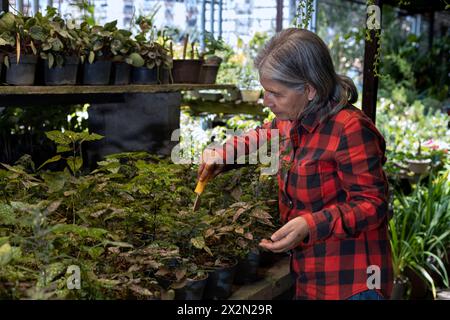 Lateinamerikanische ältere Frau, die in ihrem Kinderzimmer arbeitet. Concept Gardening, Rentner, Hobbys und Freizeit. Stockfoto