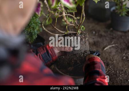 Nicht erkennbare lateinamerikanische ältere Frau mit Strohhut, die einen Busch in ihren Garten pflanzt. Concept Gardening, Rentner, Hobbys und Freizeit. Stockfoto