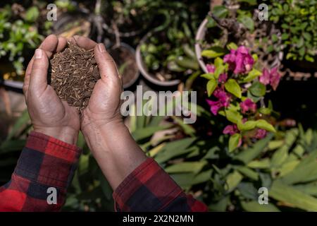 Hände einer nicht erkennbaren lateinamerikanischen älteren Frau, die in kompostiertem Boden hält. Concept Gardening, Rentner, Hobbys und Freizeit. Stockfoto