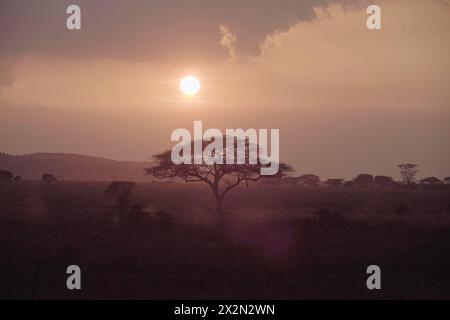 Sonnenuntergang Hinter Akazienbaum, Tansania Stockfoto