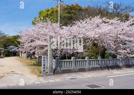 Mitoyo, Kagawa, Japan - 10. April 2024: Funakoshi-Hachiman-Schrein. Die Kirschblüten blühen im Frühling voll. Stockfoto