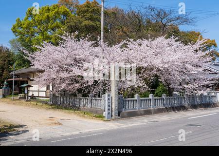 Mitoyo, Kagawa, Japan - 10. April 2024: Funakoshi-Hachiman-Schrein. Die Kirschblüten blühen im Frühling voll. Stockfoto