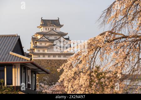 Burg Himeji bei Sonnenuntergang mit Kirschblüten im Frühling. Hyogo, Japan. Stockfoto