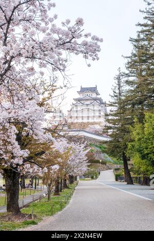 Burg Himeji bei Sonnenuntergang mit Kirschblüten im Frühling. Hyogo, Japan. Stockfoto