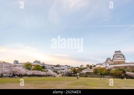 Burg Himeji bei Sonnenuntergang mit Kirschblüten im Frühling. Hyogo, Japan. Stockfoto