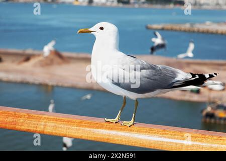 Möwe sitzt auf dem Geländer. Stockfoto