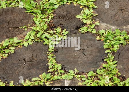 Alte, geschwärzte Baumstümpfe aus gefälltem hellgrünem Gras. Baumringe sind beim Herunterschneiden sichtbar. Stockfoto