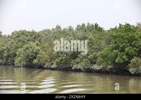 Khulna, Bangladesch - 13. April 2024: Die Sundorbons sind der größte Mangrovenwald der Welt. UNESCO-Weltkulturerbe und Naturschutzgebiet A Stockfoto