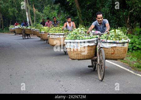 23. April 2024, Chapainawabganj, Rajshahi, Bangladesch: Bauern transportieren Fahrräder mit Mangos, um sie auf einem Markt in Kansat, Chapainawabganj, Bangladesch, zu verkaufen. Die Verwendung von Fahrrädern reduziert die Transportkosten für Personen, die bis zu 400 Mangos auf jedem Fahrrad tragen können. Die Mangos werden in Fahrräder geladen und durch einen Wald zum größten Mangomarkt - Kansat. Nachdem die Früchte von den Bäumen geerntet wurden, bringen die Mangobauern sie auf den Markt, indem sie zwei Körbe an beiden Seiten ihrer Fahrräder hängen. Das Tragen der Last nach Zyklus ist mühsam, da jeder Korb etwa 40 kg Mangos enthält. (Kreditbild: © Stockfoto