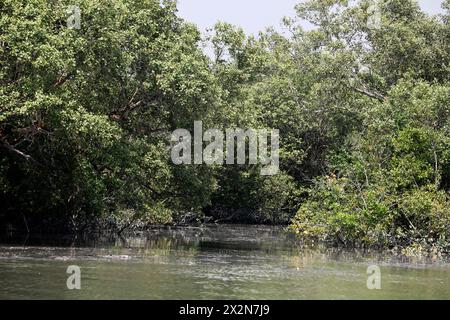 Khulna, Bangladesch - 13. April 2024: Die Sundorbons sind der größte Mangrovenwald der Welt. UNESCO-Weltkulturerbe und Naturschutzgebiet A Stockfoto