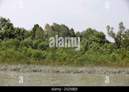 Khulna, Bangladesch - 13. April 2024: Die Sundorbons sind der größte Mangrovenwald der Welt. UNESCO-Weltkulturerbe und Naturschutzgebiet A Stockfoto