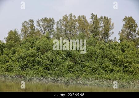 Khulna, Bangladesch - 13. April 2024: Die Sundorbons sind der größte Mangrovenwald der Welt. UNESCO-Weltkulturerbe und Naturschutzgebiet A Stockfoto