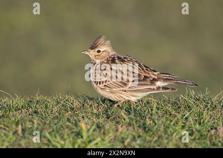 Skylark hübscher Vogel mit wunderschönem Gesang Stockfoto