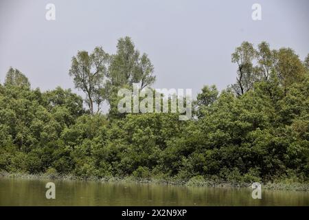 Khulna, Bangladesch - 13. April 2024: Die Sundorbons sind der größte Mangrovenwald der Welt. UNESCO-Weltkulturerbe und Naturschutzgebiet A Stockfoto