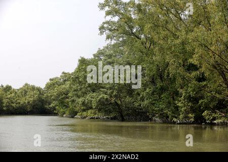 Khulna, Bangladesch - 13. April 2024: Die Sundorbons sind der größte Mangrovenwald der Welt. UNESCO-Weltkulturerbe und Naturschutzgebiet A Stockfoto