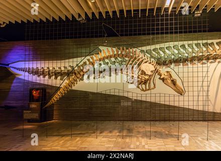 Dinosaurierskelette im Senckenberg-Museum Frankfurt Stockfoto