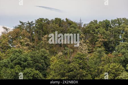 Blick auf die Tannenbäume, welche typisch sind für den Schwarzwald. (Dachsberg, Deutschland, 01.08.2022) Stockfoto