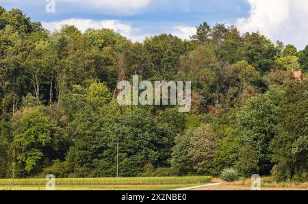 Blick auf die Tannenbäume, welche typisch sind für den Schwarzwald. (Dachsberg, Deutschland, 01.08.2022) Stockfoto