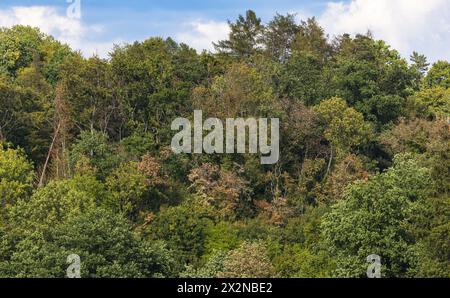 Blick auf die Tannenbäume, welche typisch sind für den Schwarzwald. (Dachsberg, Deutschland, 01.08.2022) Stockfoto