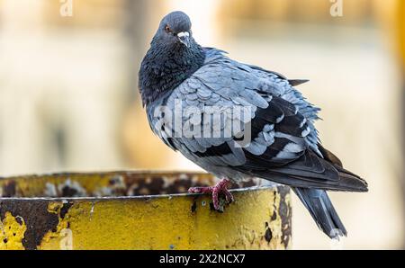 Eine Stadttaube sitzt auf einem rostigen Metallpfeiler. (Friedrichshafen, Deutschland, 21.08.2022) Stockfoto