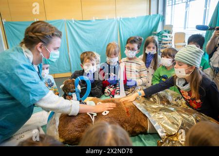 20 Jahre Teddy-Krankenhaus das Teddy-Krankenhaus öffnet in dieser Woche 23. bis 25. April am Universitätsklinikum Carl Gustav Carus Dresden wieder seine Türen. Studierende der Medizinischen Fakultät an der TU Dresden organisiert zum 20. Mal das beliebte Teddy-Krankenhaus. Die Idee: Wenn Kinder spielerisch erfahren, was bei einem Arztbesuch passiert, haben sie weniger Angst, wenn sie selbst mal krank sind. Die Medizinstudierenden wiederum erfahren in der Praxis, wie sie medizinisch komplizierte Sachverhalte einfach und verständlich kommunizieren. Bis zu 20,000 Kinder aus Dresden und Umgebung h Stockfoto