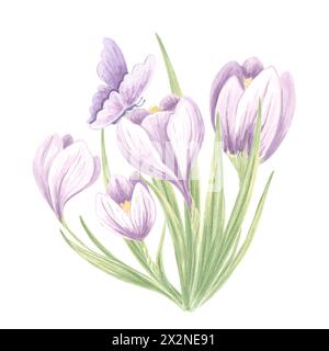 Krokusse mit Schmetterlingsviolett. Blumenstrauß mit Aquarellen. Isolierte handgezeichnete Illustration der Frühlingssafranblüte. Wiese Wildkraut. Botanischer dr. Stockfoto