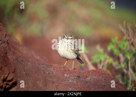 Frontansicht der Berthelot-Pipit (Anthus berthelotii) auf roten Felsen (El Medano, Teneriffa, Spanien) Stockfoto