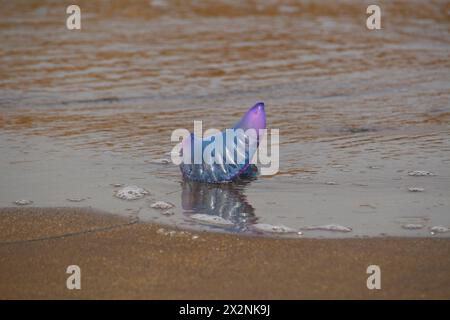 Portugiesischer Kriegsmann oder Blaubottle (Physalia physisalis) gestrandet am Strand (El Medano, Teneriffa, Spanien) Stockfoto