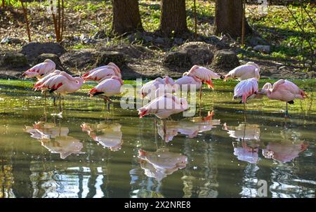 Bild einer Schar rosa Flamingos, die auf einem Zooteich schlafen Stockfoto