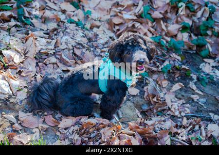 Ein kleiner Maltipoo blickt neugierig in die Kamera inmitten der ruhigen Schönheit des Waldes und hält einen Moment des Waldcharms fest. Stockfoto