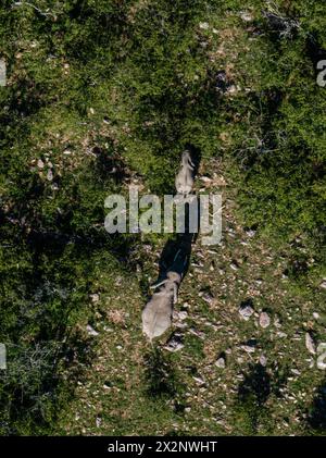 Aus der Vogelperspektive auf Elefanten, die durch die felsige Masai Mara-Landschaft Streifen Stockfoto