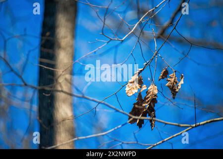 Im schimmernden Sonnenlicht des Waldes schaffen trockene Blätter und Zweige eine malerische Szene, die in die Wärme eines sonnigen Tages getaucht ist. Stockfoto