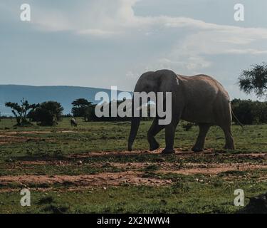 Der majestätische afrikanische Elefant streift frei in Ol Pejeta, Kenia Stockfoto