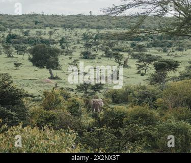 Der majestätische afrikanische Elefant streift frei in Ol Pejeta, Kenia Stockfoto