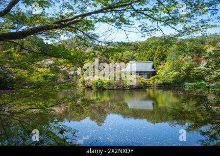 Kirschblüte am Kyoyochi-Teich des Ryoanji-Tempels in Kyoto, Japan Stockfoto