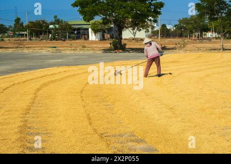 Landarbeiterin trocknet Reis auf der Straße in Vietnam. Arbeiter, der an einem sonnigen Tag mit vietnamesischem Hut arbeitet und Reis auf der Straße trocknet. Nha trang Vietnam. Stockfoto